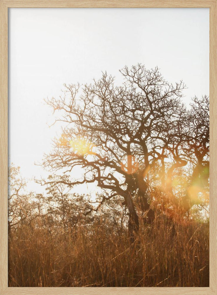 Sonnenbeschienene Silhouette | Poster