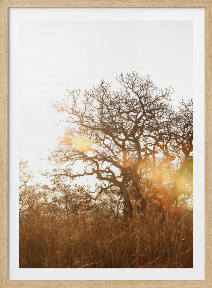 Sonnenbeschienene Silhouette | Poster