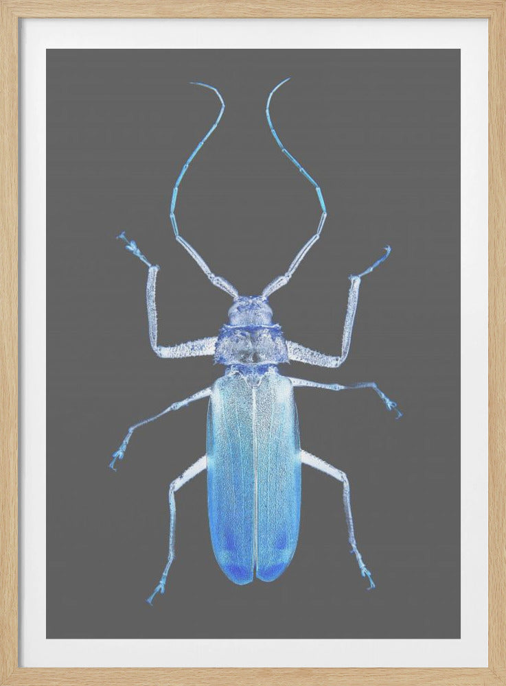 Neon Käfer Eleganz | Poster