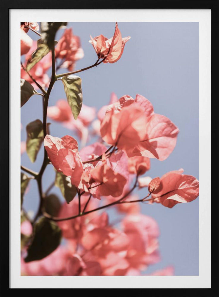 Blüten im Wind | Poster