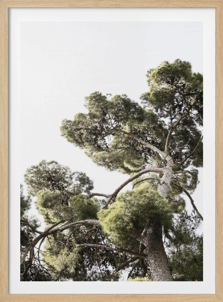 Hoch aufragende Kiefern | Poster
