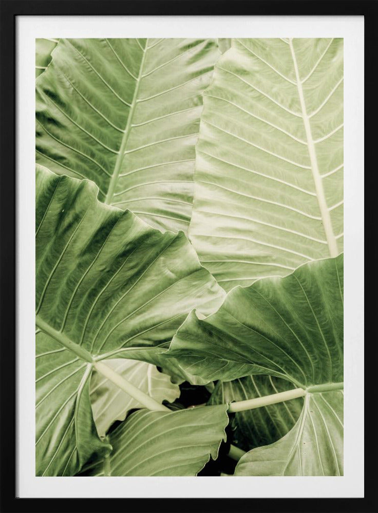 Grünes Laub | Poster