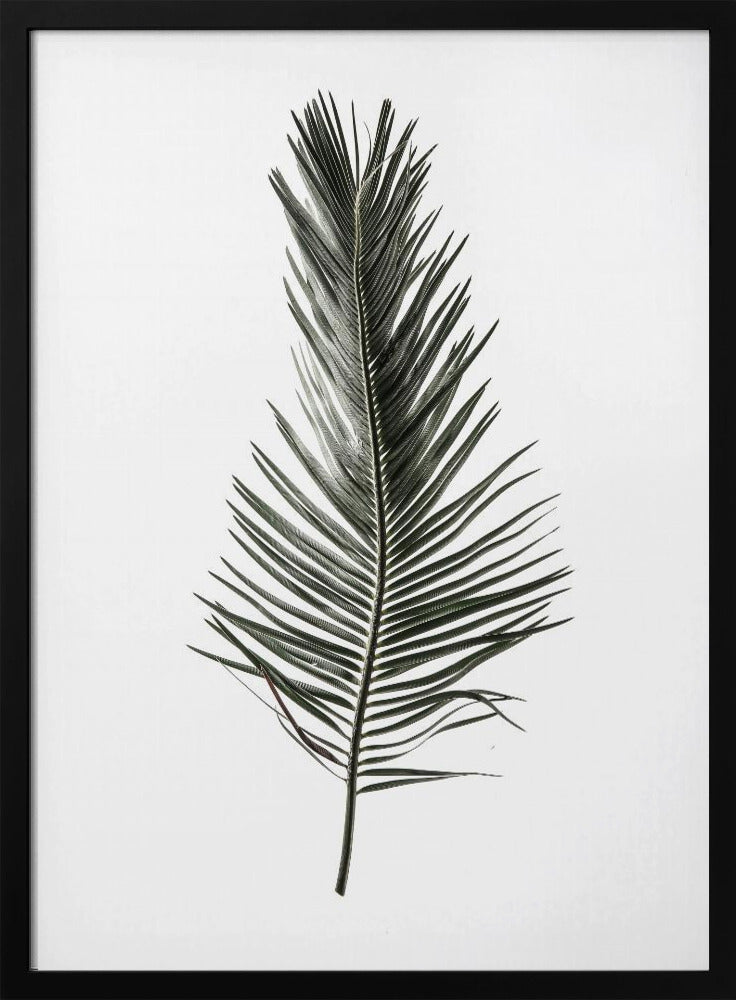 Gefiederter Wedel | Poster