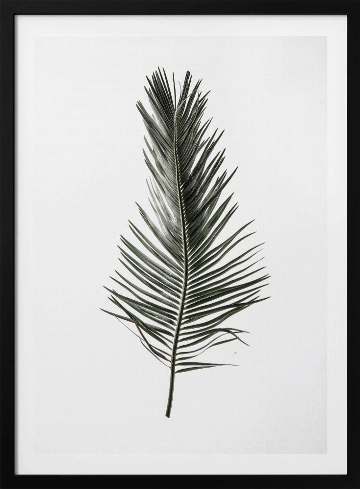 Gefiederter Wedel | Poster