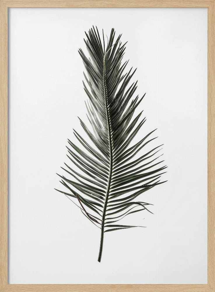 Gefiederter Wedel | Poster