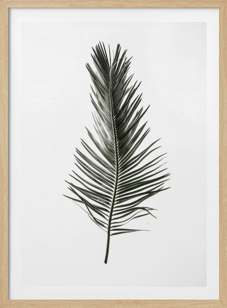Gefiederter Wedel | Poster