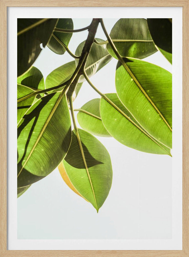 Sonnenbeschienene Blätter | Poster
