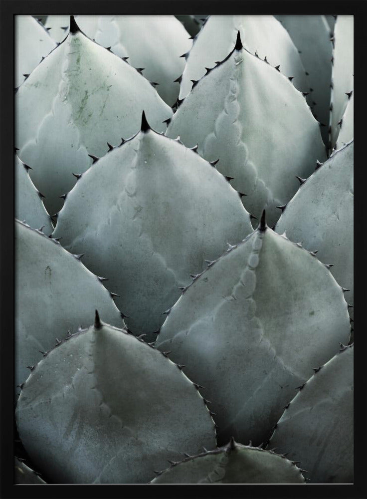 Agavensymmetrie | Poster