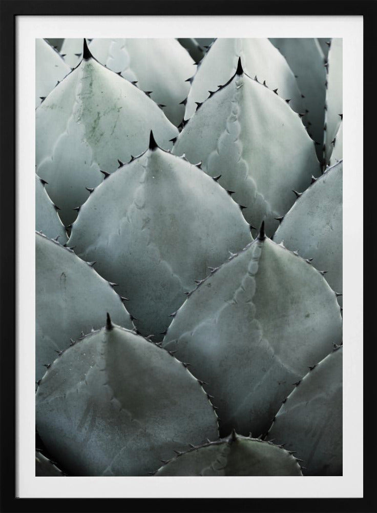Agavensymmetrie | Poster