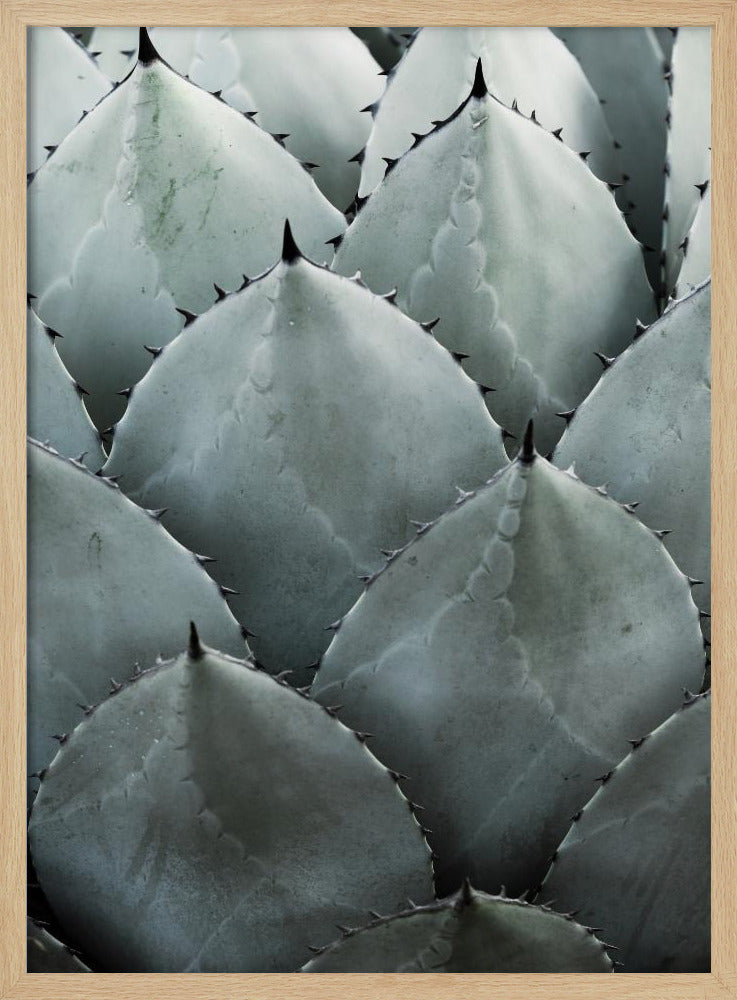 Agavensymmetrie | Poster