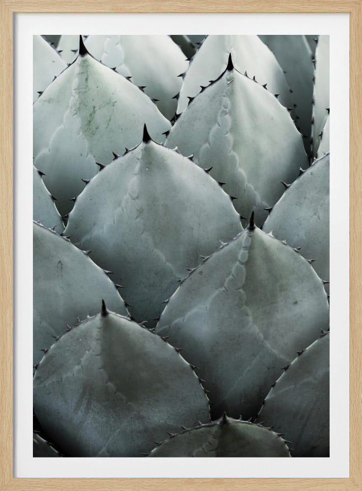 Agavensymmetrie | Poster