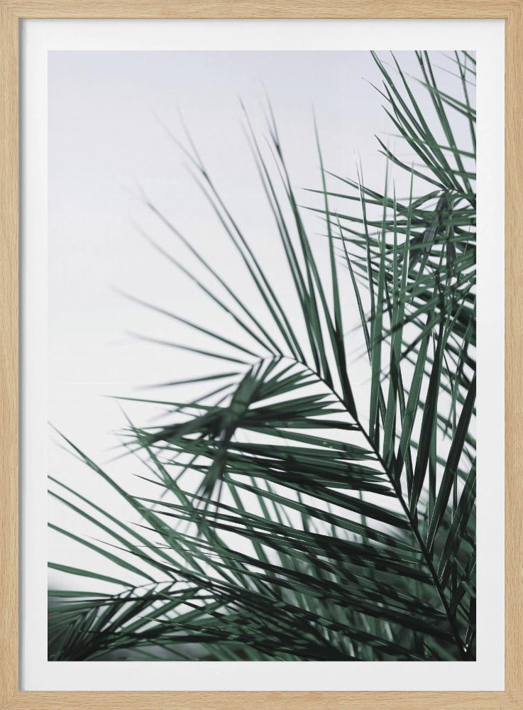 Flüsternde Palmen | Poster