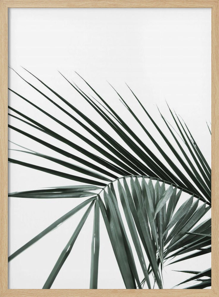 Tropische Eleganz | Poster