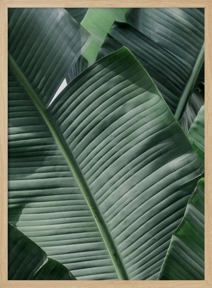 Grüne Blattwellen | Poster