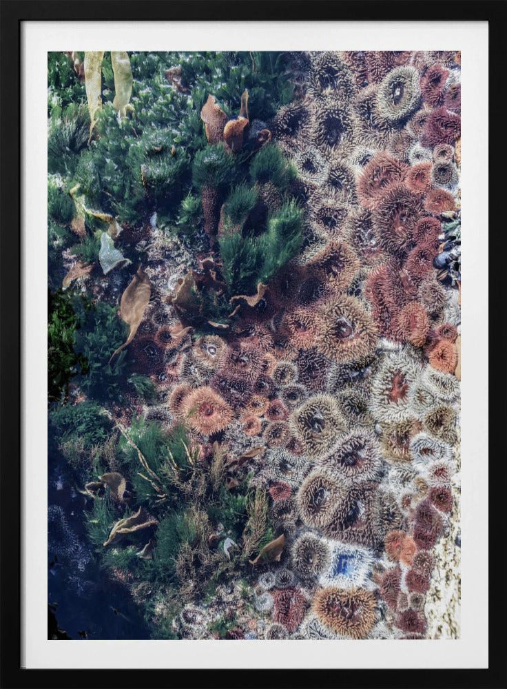 Wandteppich des Ozeans | Poster