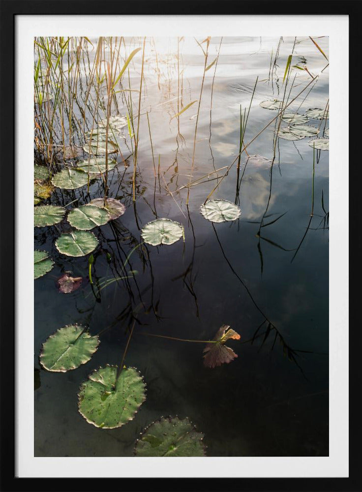 Lilys ruhige Morgendämmerung | Poster