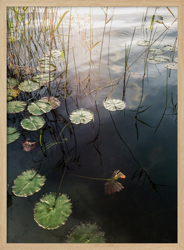 Lilys ruhige Morgendämmerung | Poster