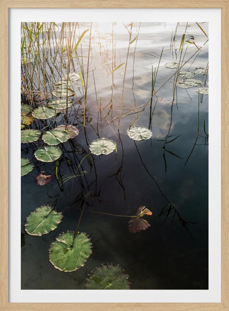 Lilys ruhige Morgendämmerung | Poster