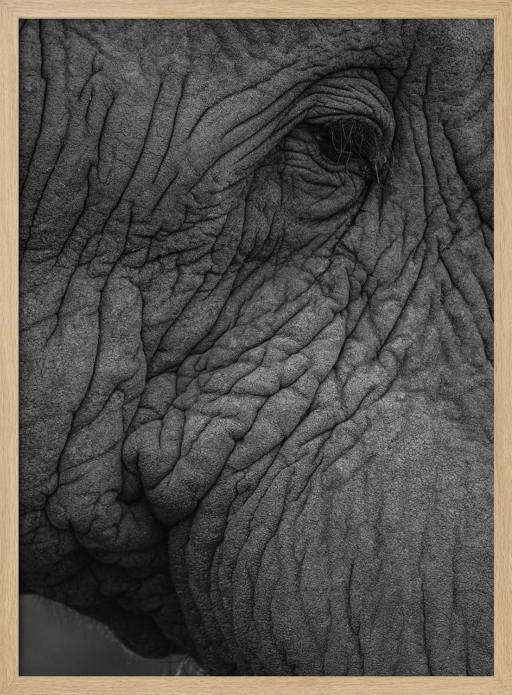 Elefantenweisheit | Poster