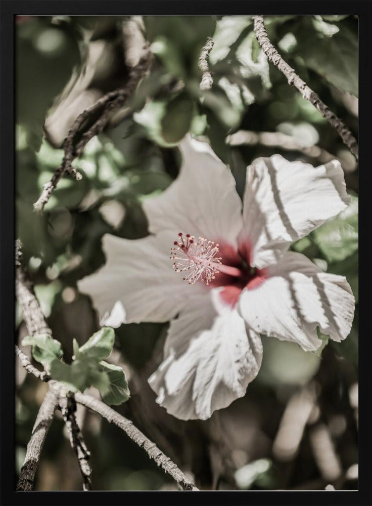 Flüsternde Blüte | Poster