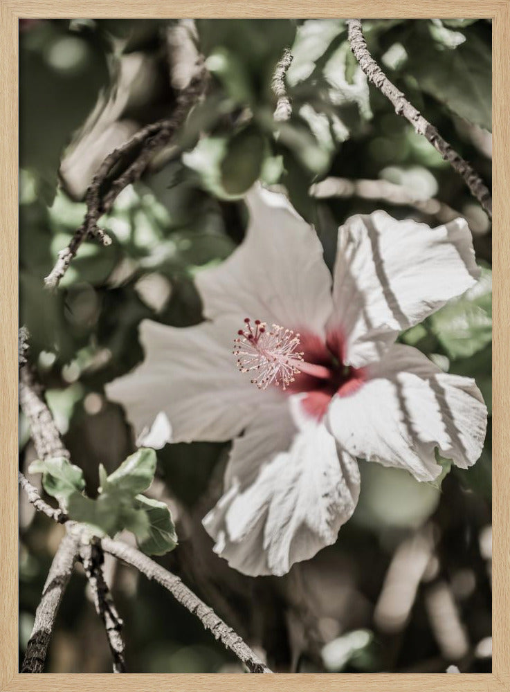 Flüsternde Blüte | Poster