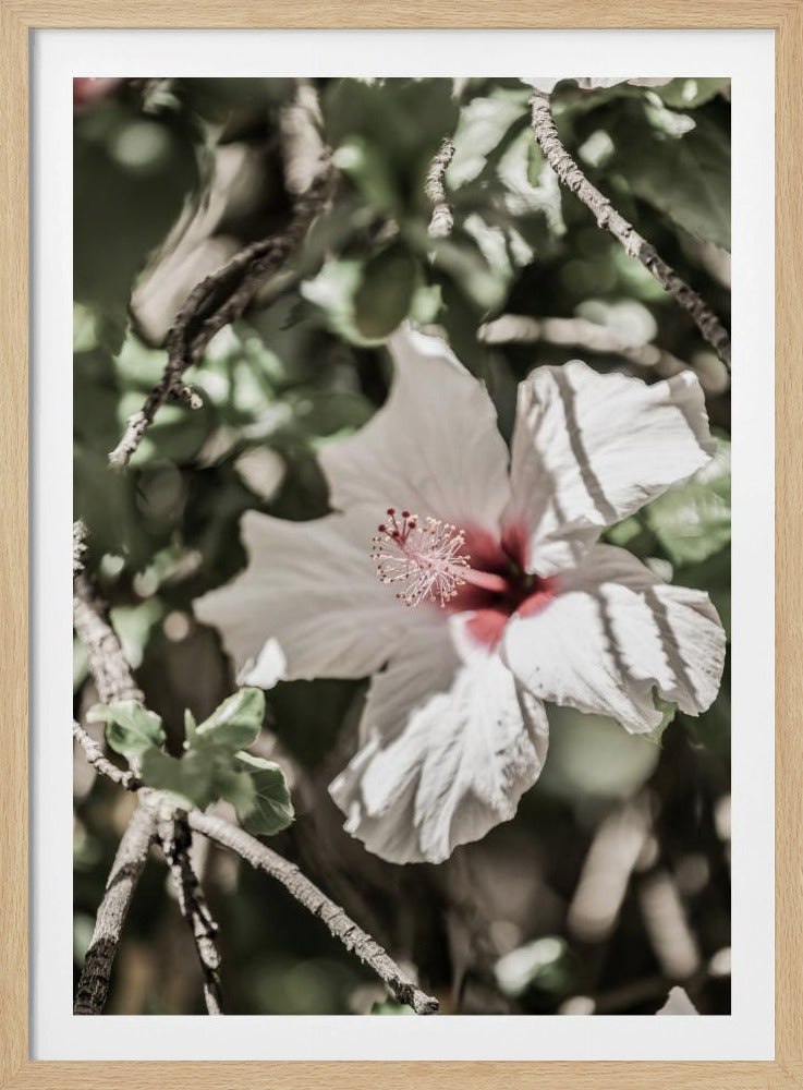 Flüsternde Blüte | Poster