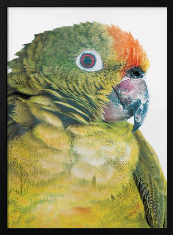 Lebhafter Papageienblick | Poster