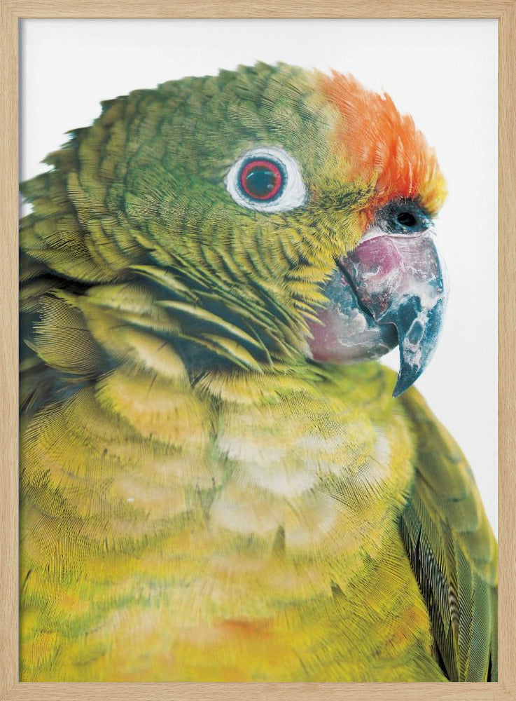 Lebhafter Papageienblick | Poster