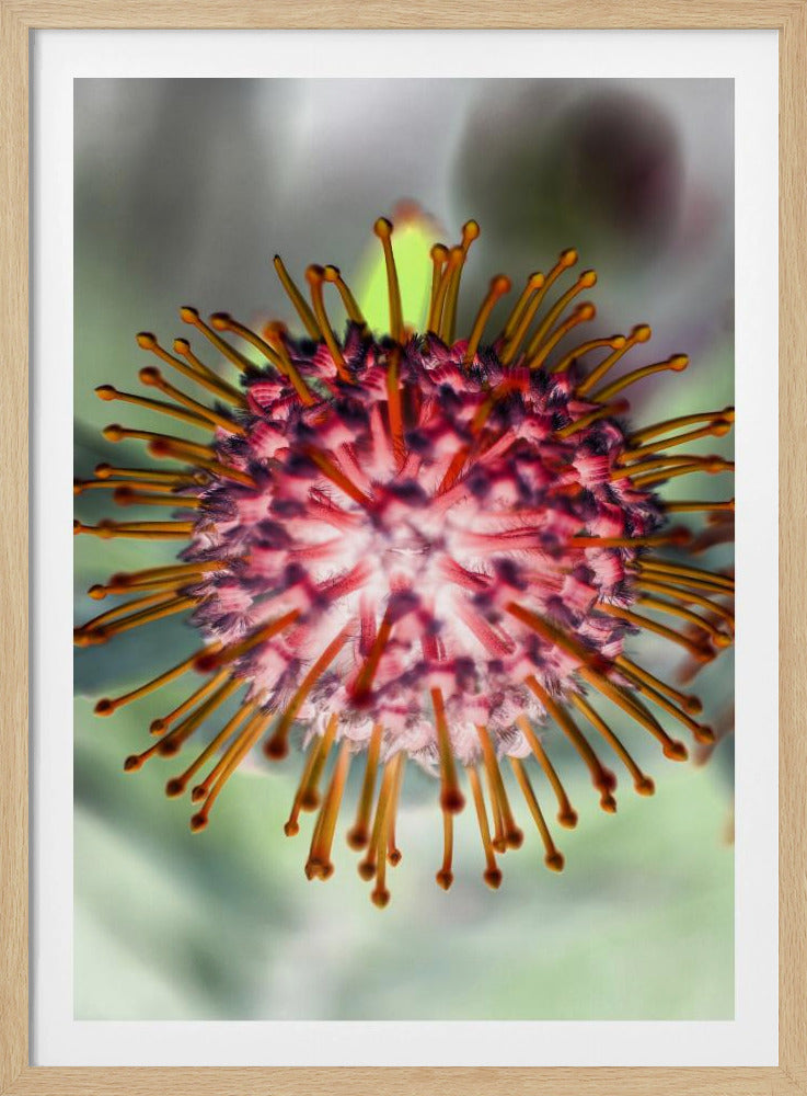 Blühendes Strahlen | Poster