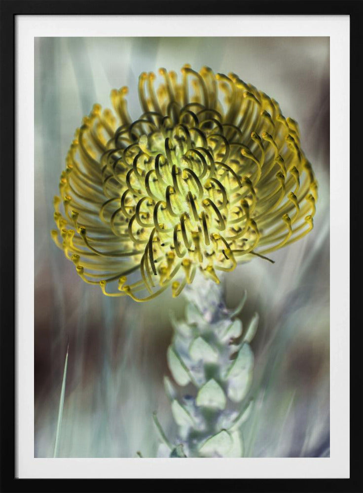 Goldene Blüte | Poster