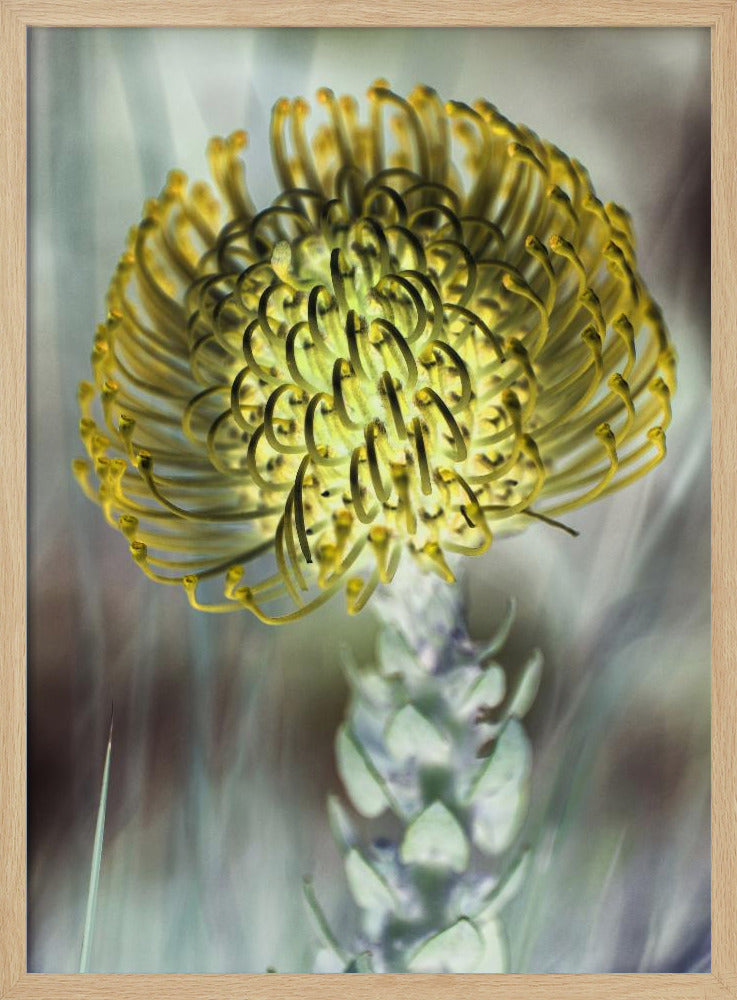 Goldene Blüte | Poster