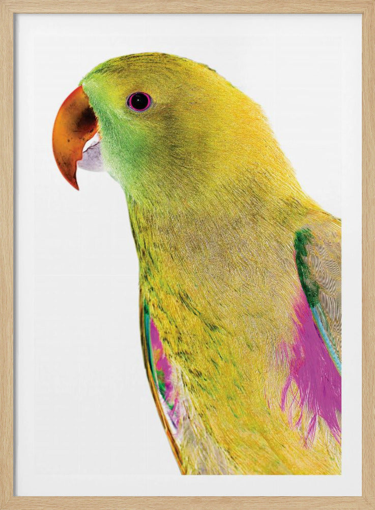 Lebendiges Papageienprofil | Poster