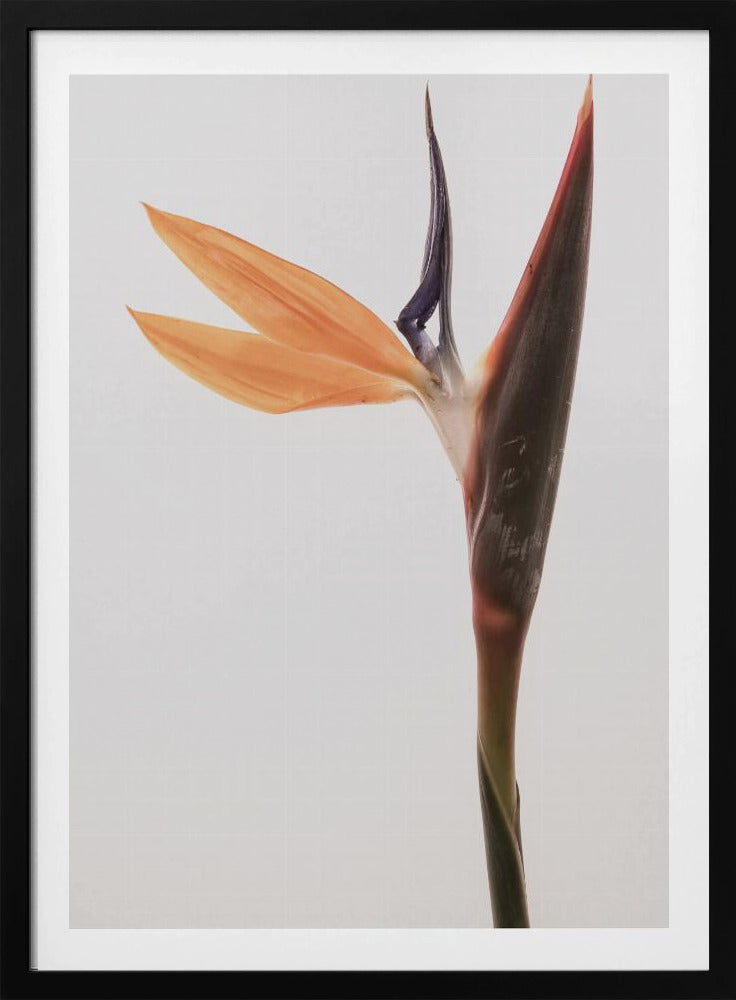 Lebendige Blüte | Poster