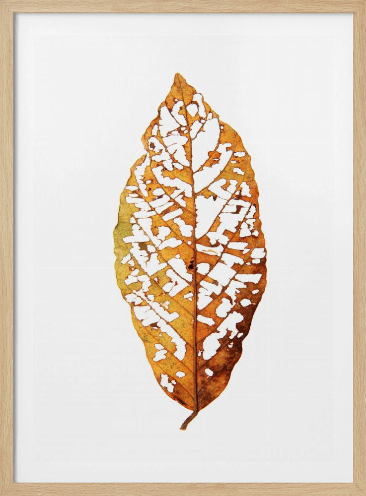 Blattskelett-Essenz | Poster