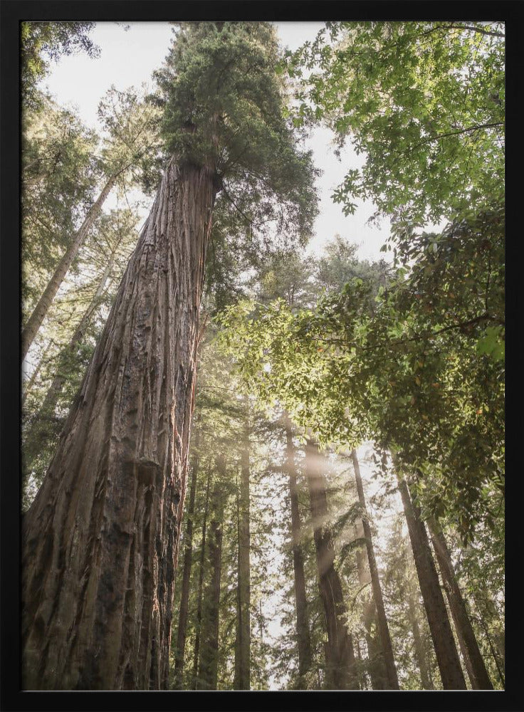 Hoch aufragende Redwoods | Poster