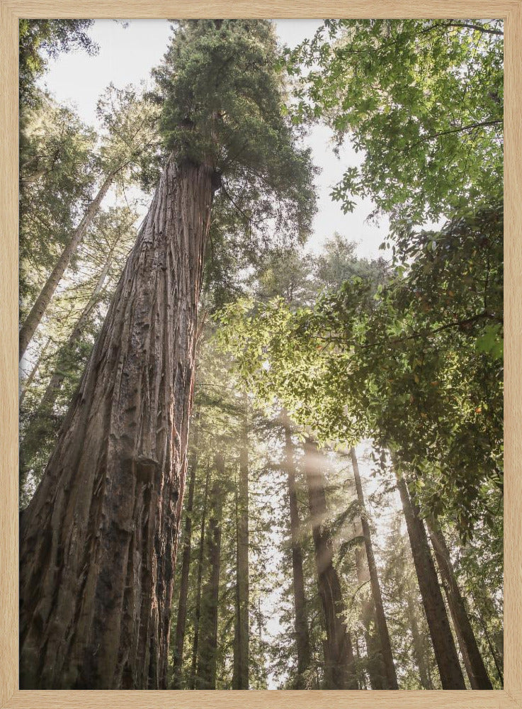 Hoch aufragende Redwoods | Poster