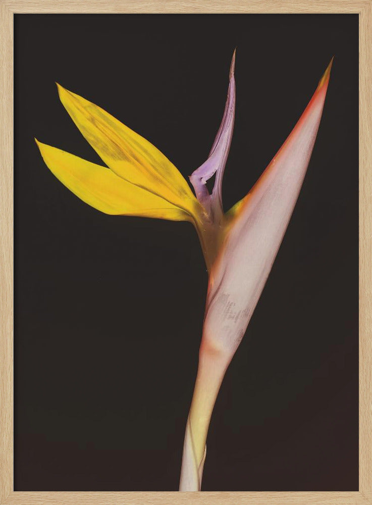 Exotische Blütenpracht | Poster