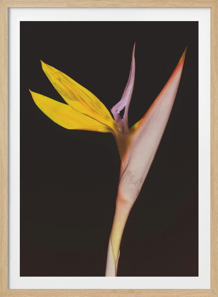 Exotische Blütenpracht | Poster