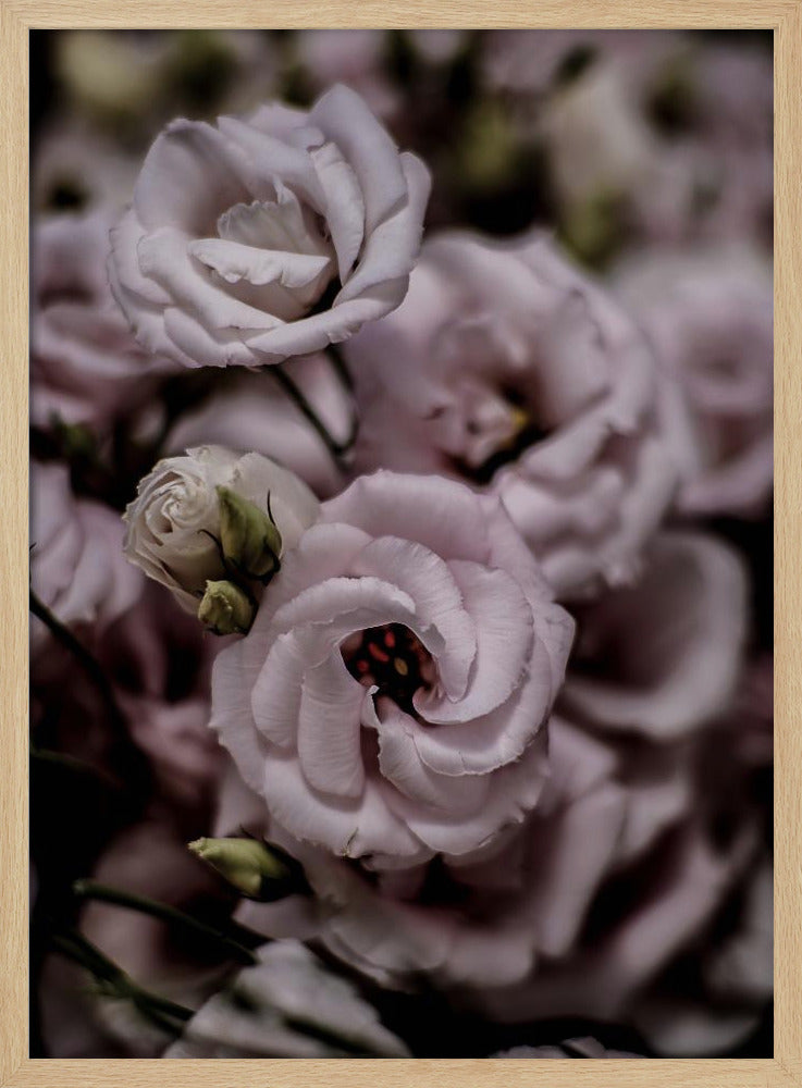 Delicate Beauty of Pink Lisianthus Flower | Poster