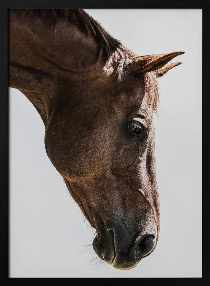 Portrait of a Horse Head | Poster