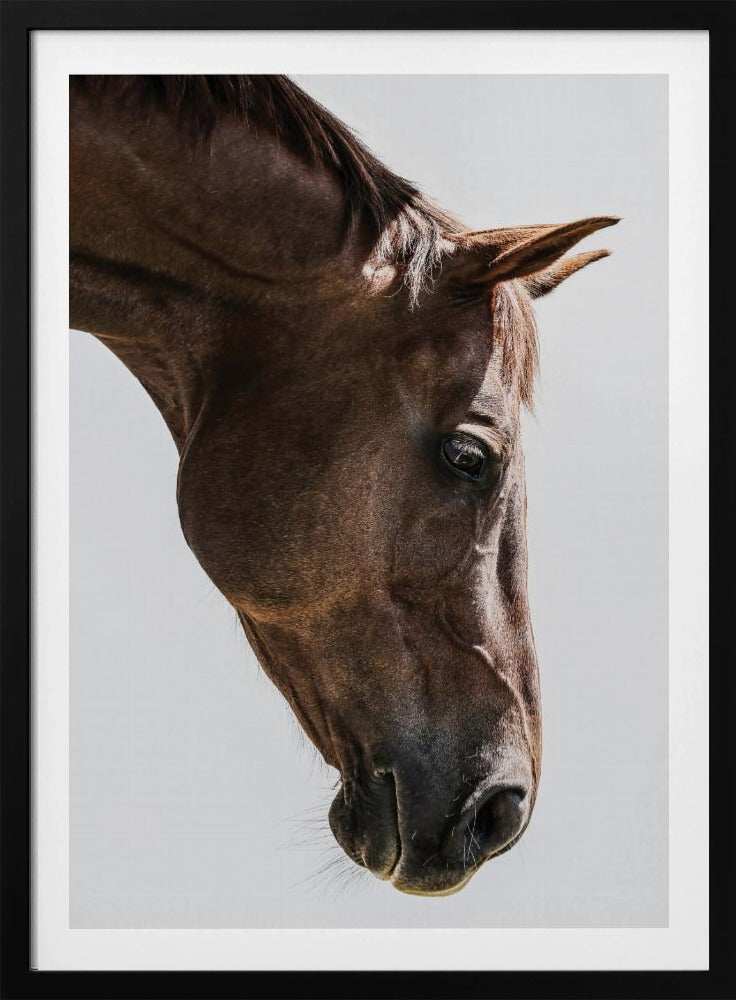 Portrait of a Horse Head | Poster