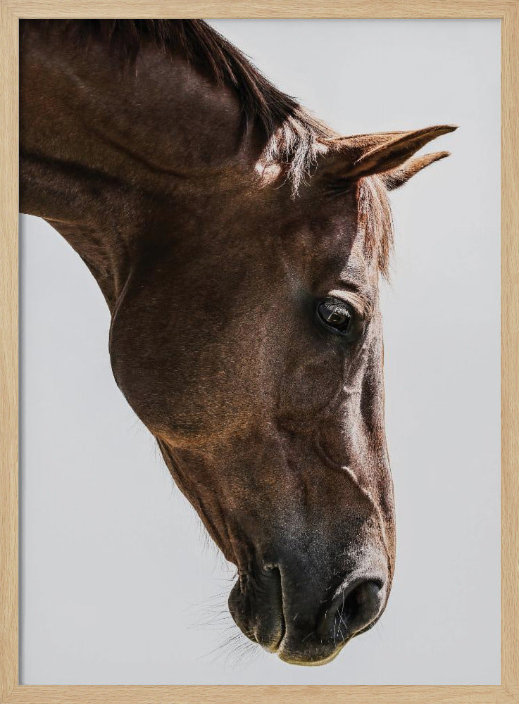 Portrait of a Horse Head | Poster