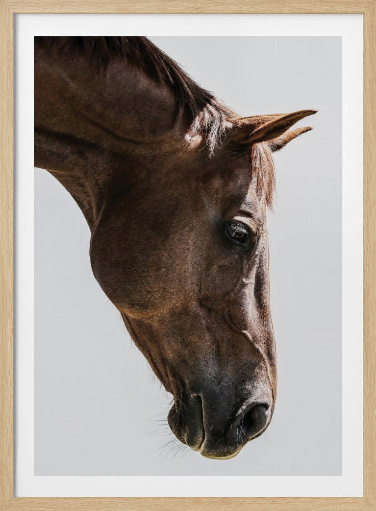 Portrait of a Horse Head | Poster