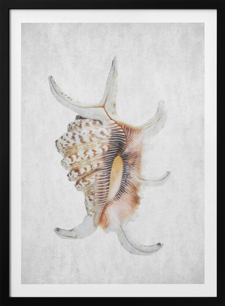 Spiral Seashell | Poster