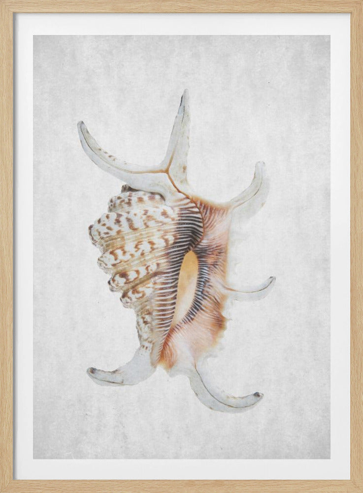 Spiral Seashell | Poster