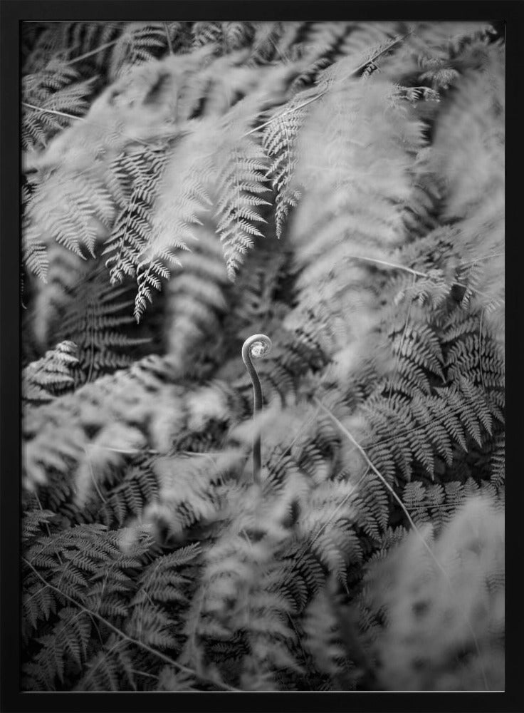 Black And White Photograph | Poster