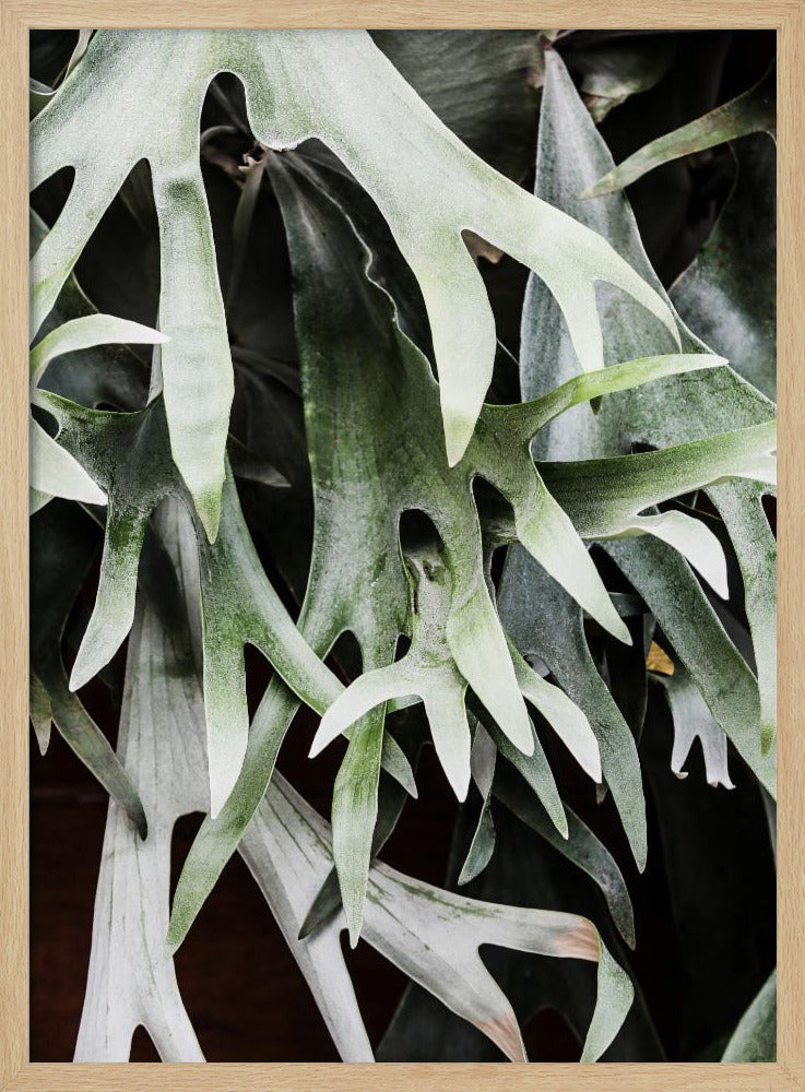 Enchanted Fronds | Poster