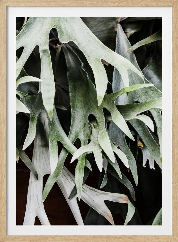 Enchanted Fronds | Poster