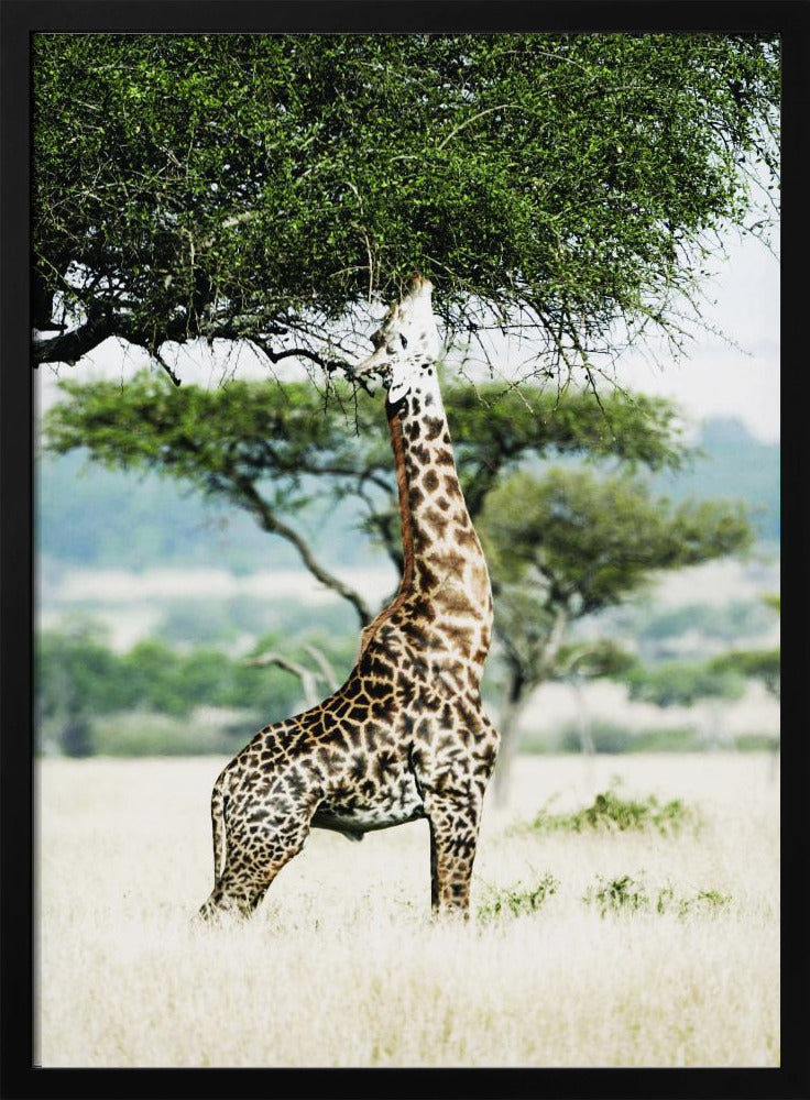 Majestätische Giraffe streckt sich | Poster