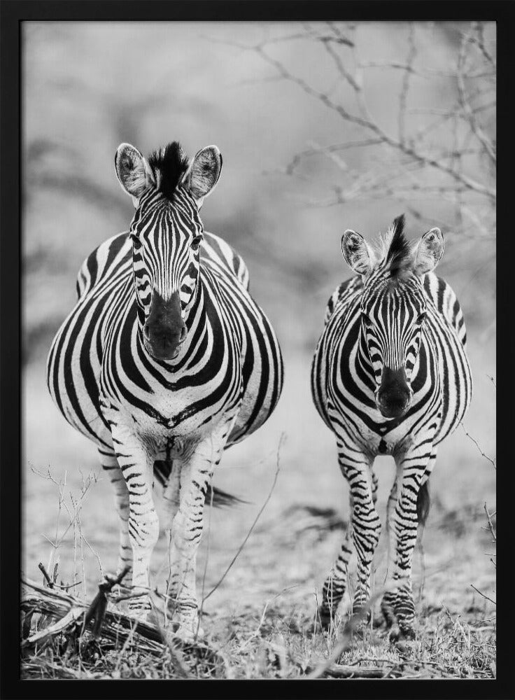 Striped Horse Front On | Poster